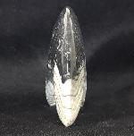 Manticoceras sp. HYATT 1884 - Bild &copy; FossNet FossilienStore